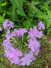 Phlox glaberrima