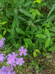 Phlox glaberrima