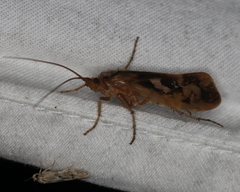 Limnephilus rhombicus