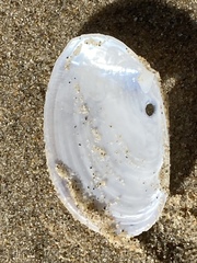 Periploma planiusculum
