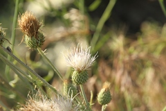 Cirsium cymosum canovirens