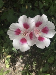 Clarkia speciosa