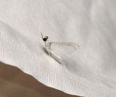 Maccaffertium terminatum terminatum