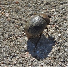 Phyllophaga lanceolata