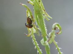 Rhinoncomimus latipes