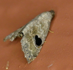 Abablemma duomaculata