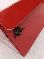 Myotis velifer