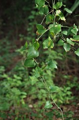 Smilax bona-nox