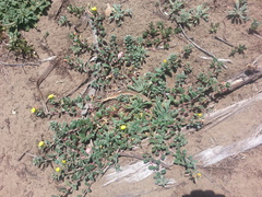 Camissoniopsis cheiranthifolia cheiranthifolia
