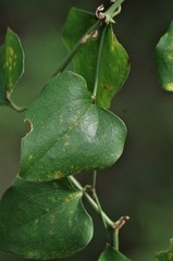Smilax bona-nox