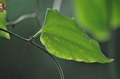 Smilax bona-nox
