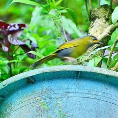 Liocichla steerii
