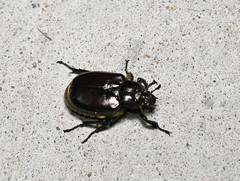 Osmoderma eremicola