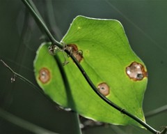 Smilax bona-nox