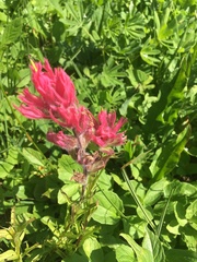 Castilleja parviflora