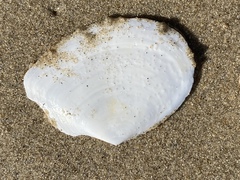 Rexithaerus secta