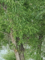 Salix