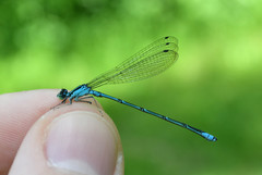 Enallagma exsulans