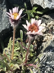 Erigeron purpuratus