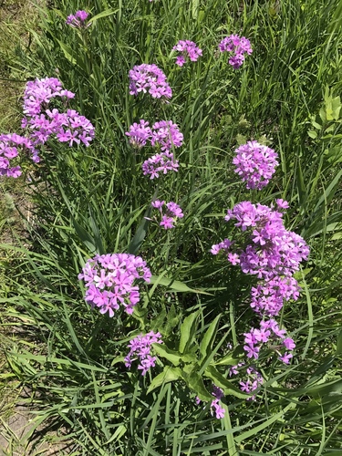 prairie phlox