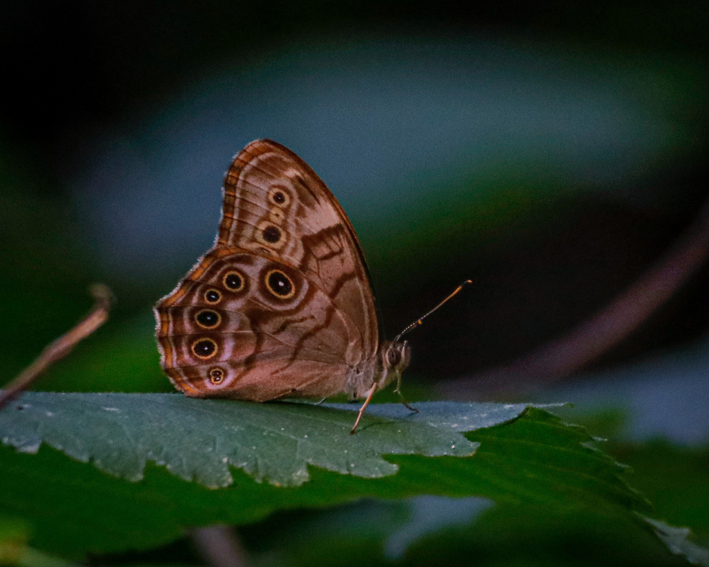 Northern Pearlyeye from Rainbow Trail, Queensbury, NY, US on July 06
