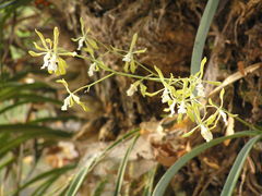 Encyclia adenocarpa