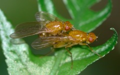 Psila fimetaria