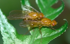 Psila fimetaria