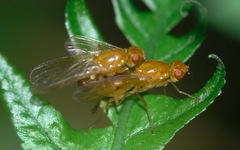 Psila fimetaria