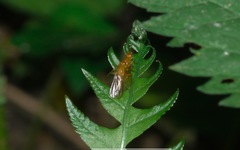 Psila fimetaria