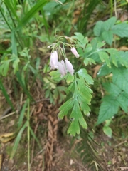 Dicentra formosa