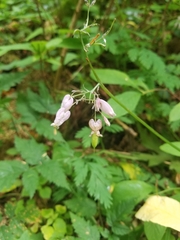 Dicentra formosa