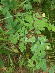 Dicentra formosa