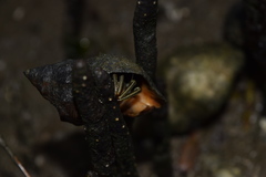 Crustacea