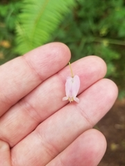 Dicentra formosa
