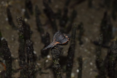 Crustacea