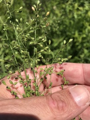 Dichanthelium leibergii