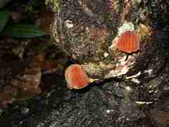 Marasmius hypophaeus