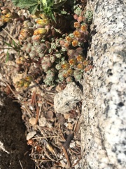 Sedum debile