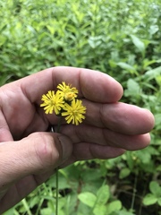 Hieracium longipilum