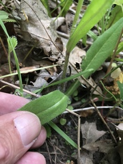 Hieracium longipilum