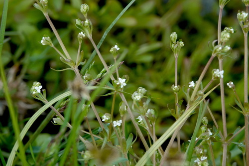 threepetal bedstraw (Galium trifidum)
