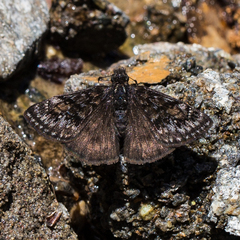 Erynnis pacuvius
