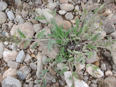 Phacelia mollis