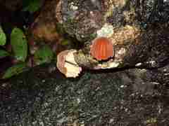 Marasmius hypophaeus