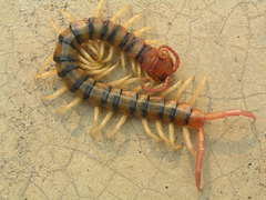 Scolopendra polymorpha