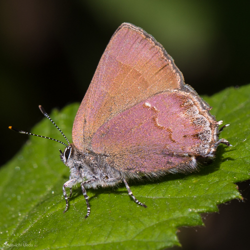 Juniper Hairstreak