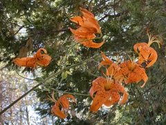 Lilium humboldtii humboldtii