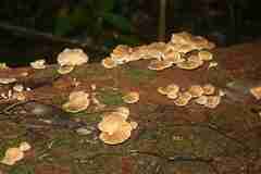 Microporellus obovatus