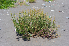Chenopodium acuminatum virgatum